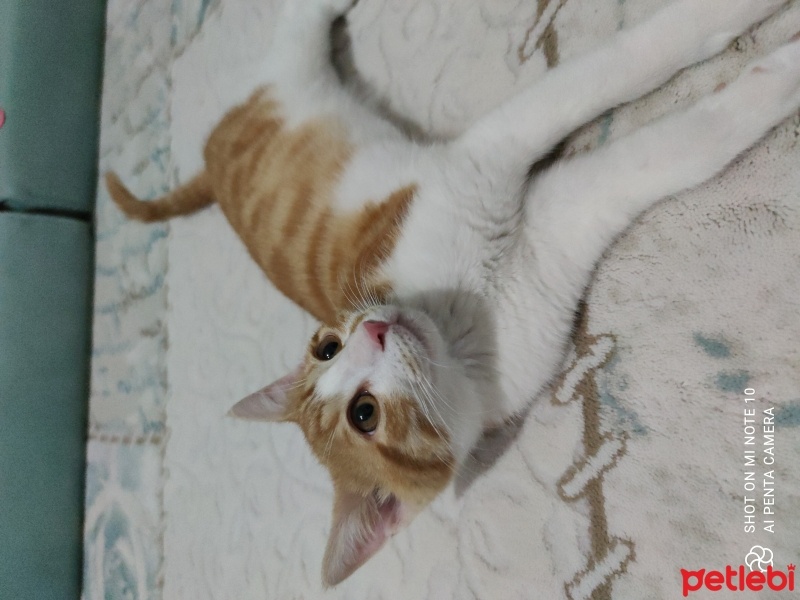 Tekir Kedi, Kedi  Tarçın fotoğrafı