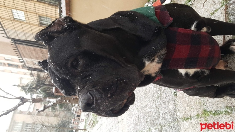 Cane Corso Italiano, Köpek  Ares fotoğrafı