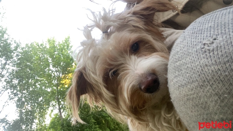 Maltese, Köpek  Tarçın fotoğrafı