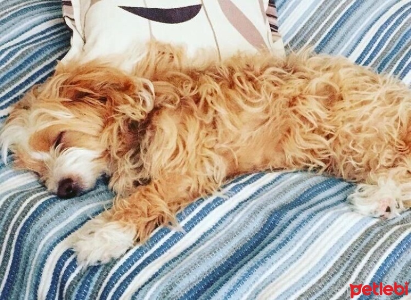Maltese, Köpek  Tarçın fotoğrafı
