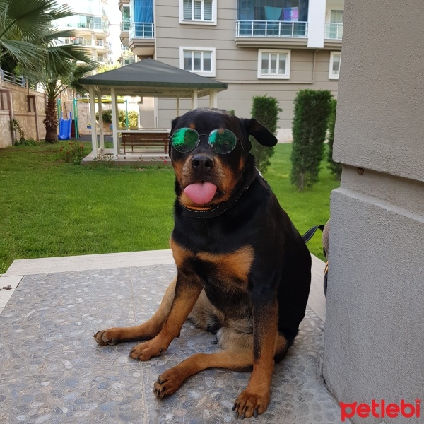 Rottweiler, Köpek  inci fotoğrafı