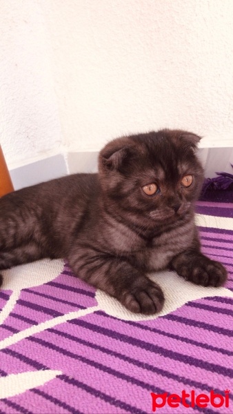 Scottish Fold, Kedi  Minnoş fotoğrafı