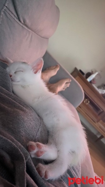 Tekir Kedi, Kedi  Şakir fotoğrafı