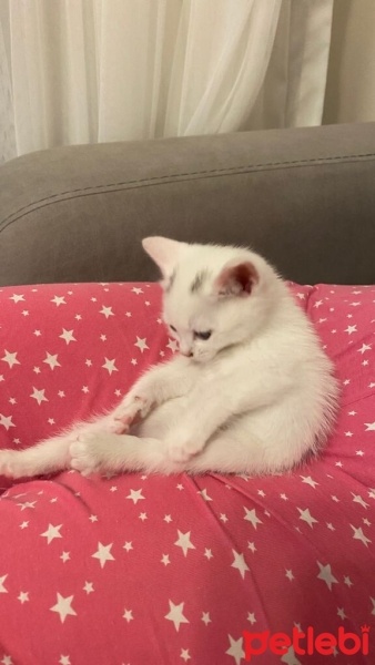 Tekir Kedi, Kedi  Şakir fotoğrafı