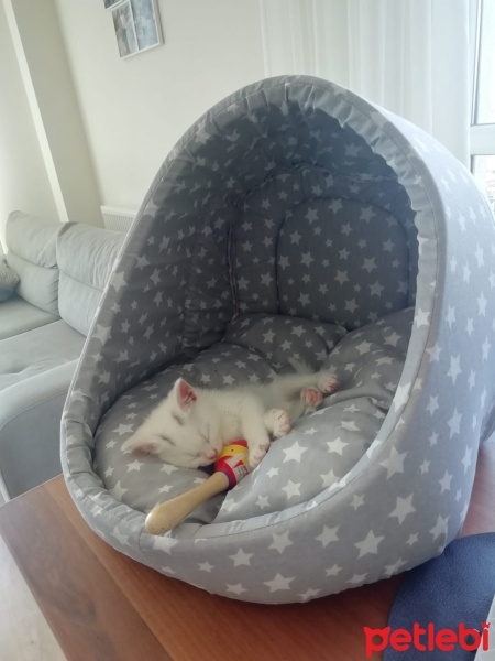 Tekir Kedi, Kedi  Şakir fotoğrafı