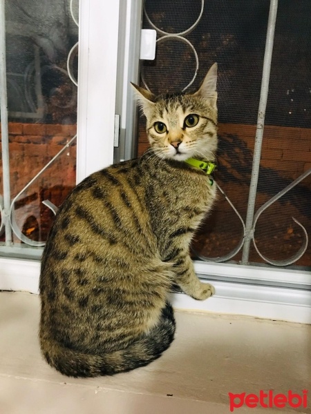 Tekir Kedi, Kedi  Fiona fotoğrafı