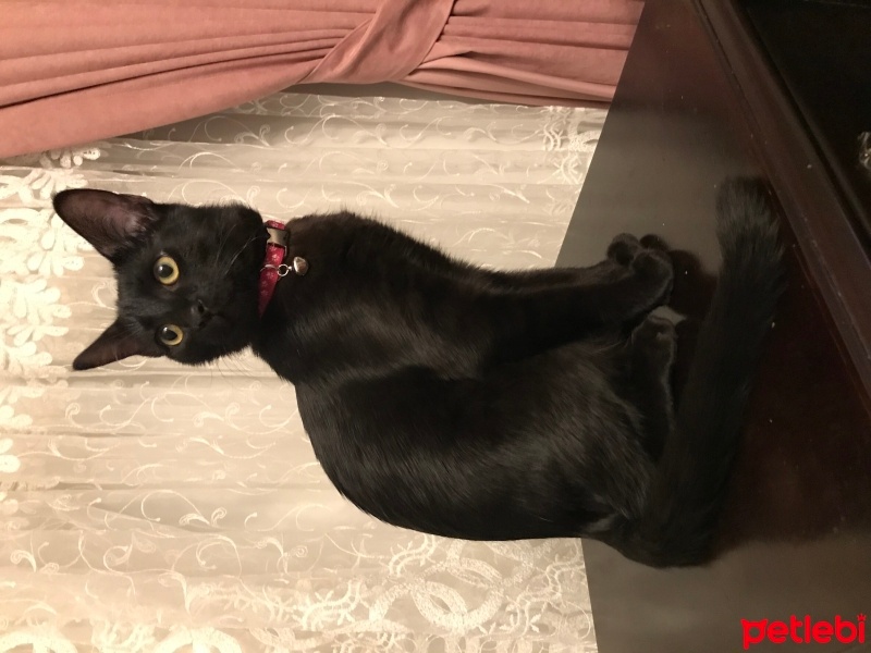 Bombay, Kedi  Kömür fotoğrafı