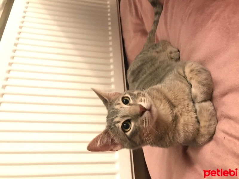 Tekir Kedi, Kedi  Gümüş fotoğrafı