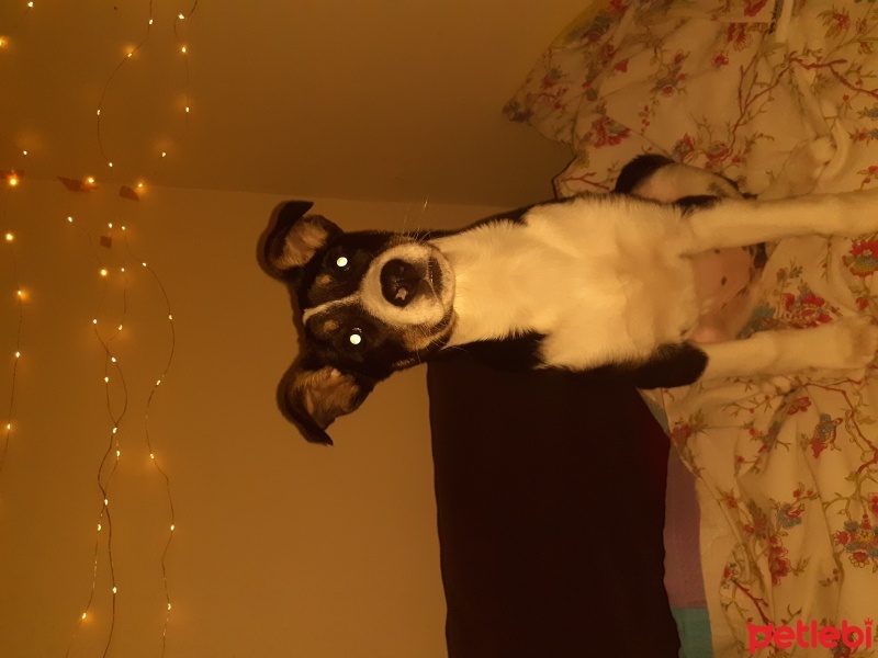 Sokö (Sokak Köpeği), Köpek  Petla fotoğrafı