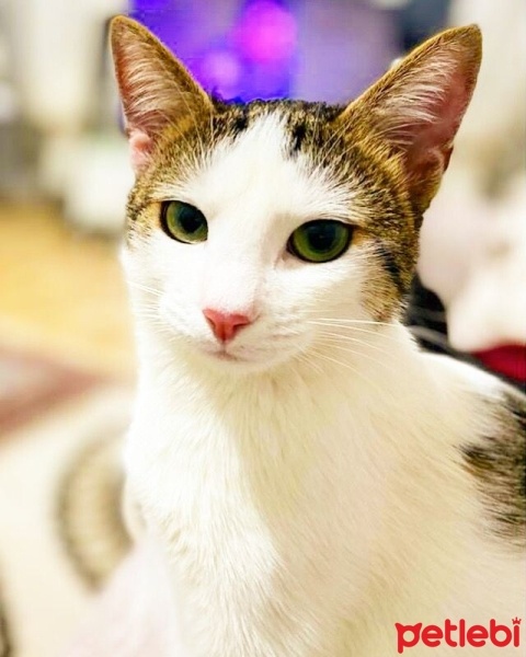 Tekir Kedi, Kedi  Benek fotoğrafı