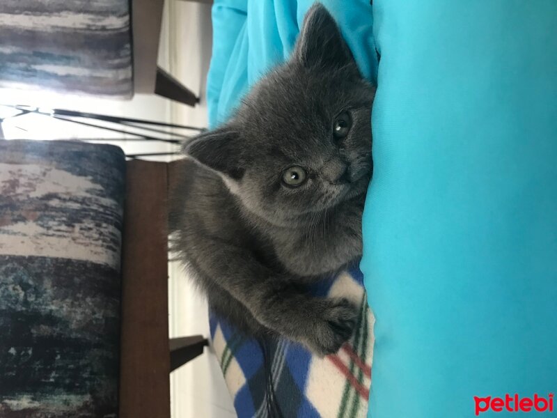 British Shorthair, Kedi  Oscar fotoğrafı