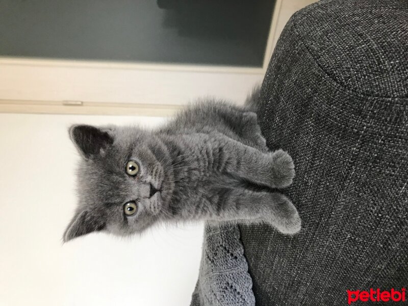 British Shorthair, Kedi  Oscar fotoğrafı