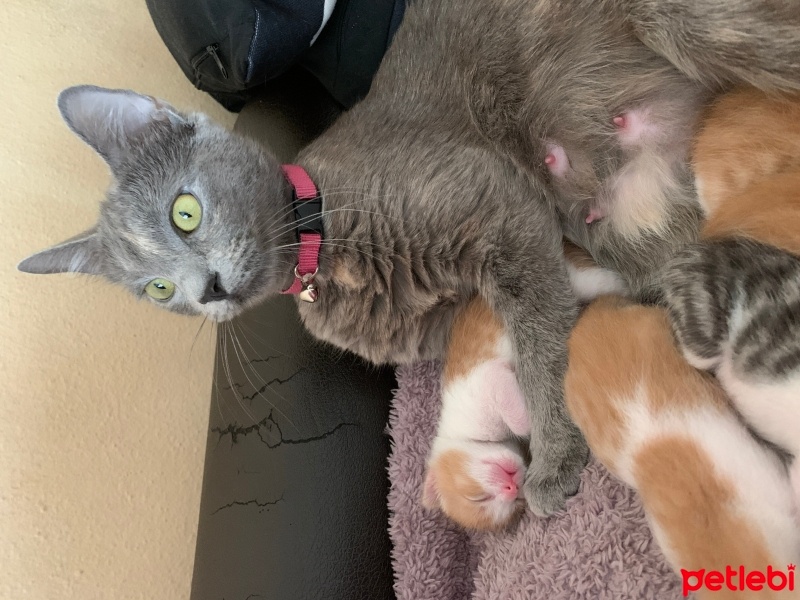 Tekir Kedi, Kedi  Duman fotoğrafı