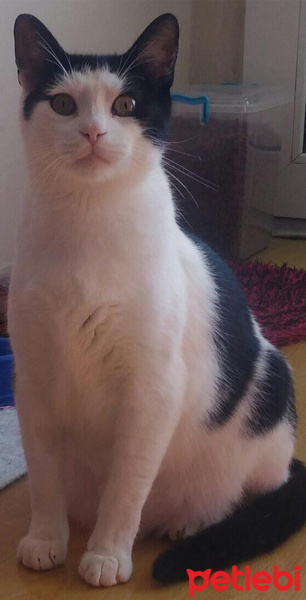 Tekir Kedi, Kedi  Sayko fotoğrafı