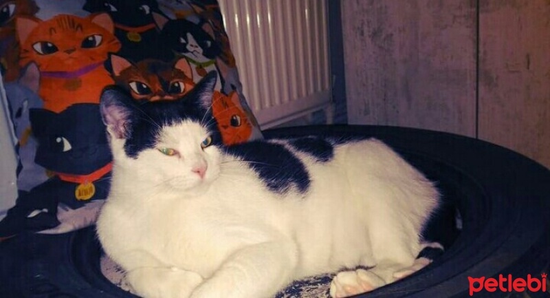 Tekir Kedi, Kedi  Sayko fotoğrafı