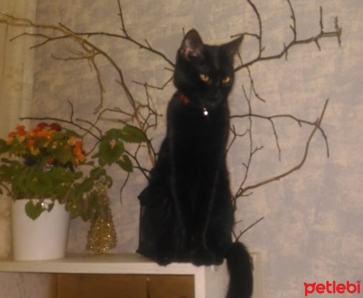 Bombay, Kedi  Salem fotoğrafı