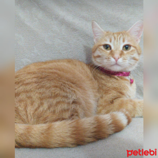 Sarman, Kedi  Minnoş ♥️ fotoğrafı