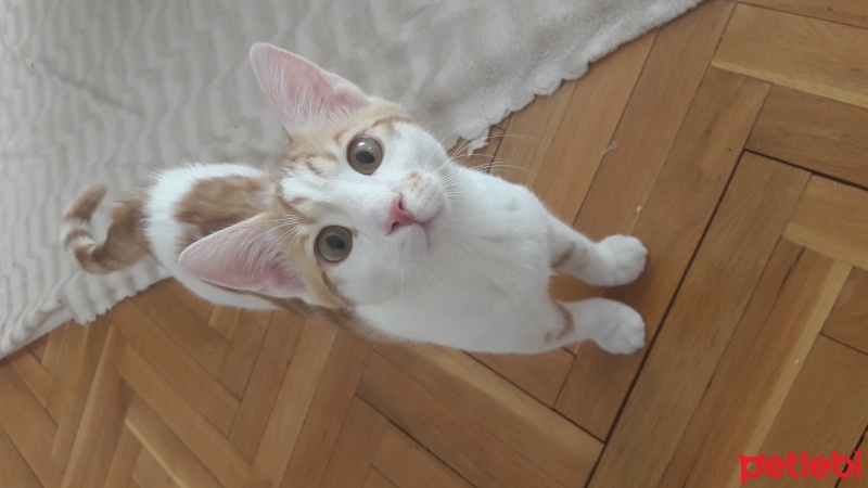 Tekir Kedi, Kedi  Poyraz fotoğrafı