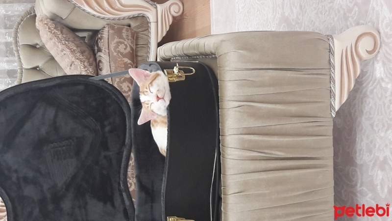 Tekir Kedi, Kedi  Poyraz fotoğrafı