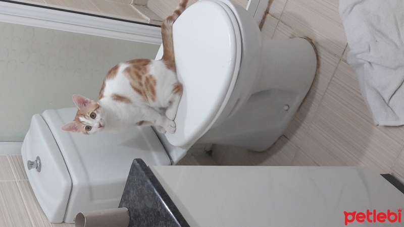 Tekir Kedi, Kedi  Poyraz fotoğrafı