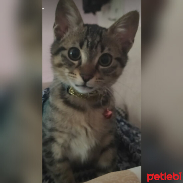 Tekir Kedi, Kedi  Boncuk ♥️ fotoğrafı