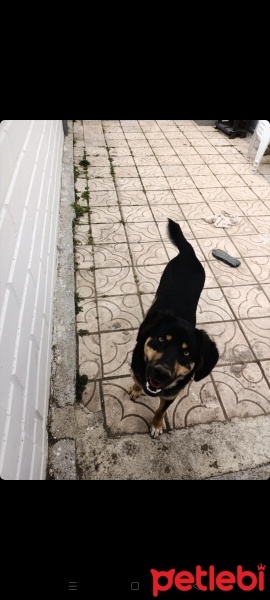 Sokö (Sokak Köpeği), Köpek  Zabuza fotoğrafı