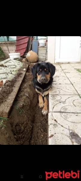 Sokö (Sokak Köpeği), Köpek  Zabuza fotoğrafı