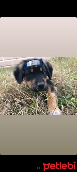Sokö (Sokak Köpeği), Köpek  Zabuza fotoğrafı