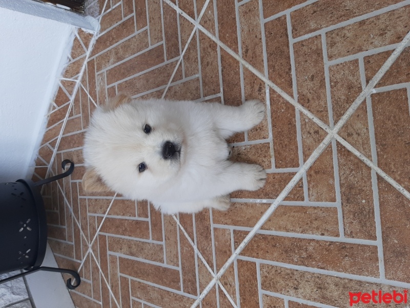 Chow Chow (çin Aslanı), Köpek  Ruffles fotoğrafı