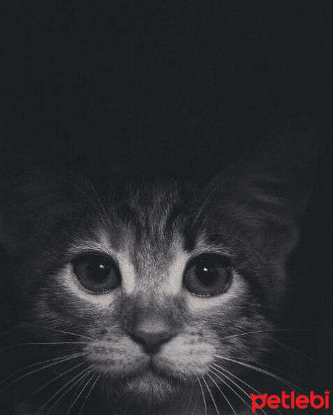 Tekir Kedi, Kedi  Luna fotoğrafı
