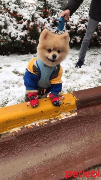 Pomeranyalı, Köpek  Tarçın. Çilek fotoğrafı