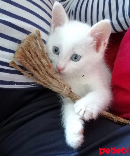 Van Kedisi, Kedi  Leo fotoğrafı