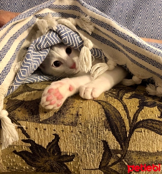 Van Kedisi, Kedi  Leo fotoğrafı