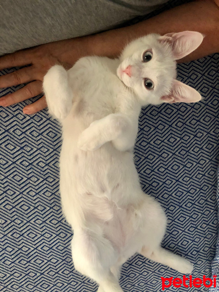 Van Kedisi, Kedi  Leo fotoğrafı