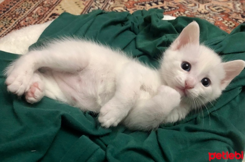 Van Kedisi, Kedi  Leo fotoğrafı