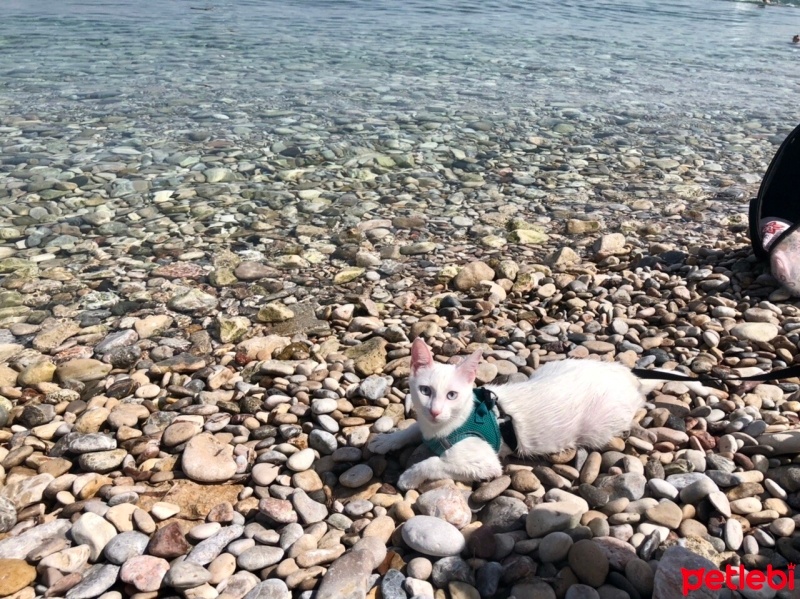 Van Kedisi, Kedi  Leo fotoğrafı