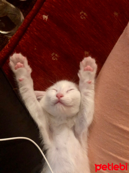 Van Kedisi, Kedi  Leo fotoğrafı