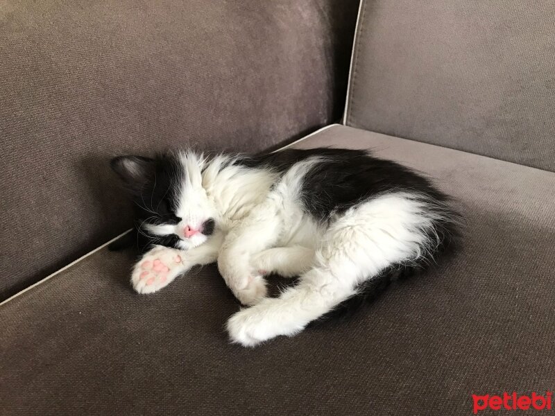 Tuxedo (Smokin) Kedi, Kedi  Casper fotoğrafı