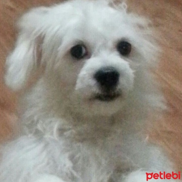 Maltese, Köpek  Ares fotoğrafı