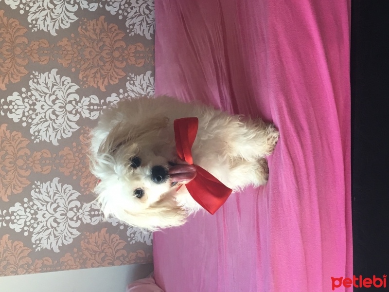 Maltese, Köpek  Ares fotoğrafı