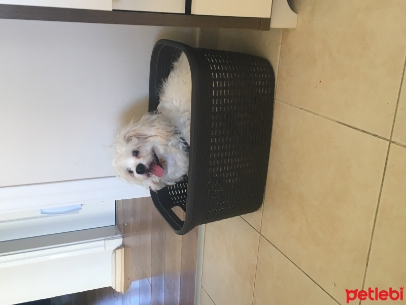 Maltese, Köpek  Ares fotoğrafı