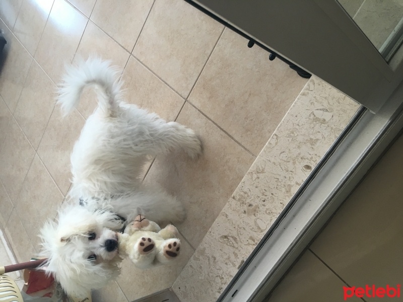 Maltese, Köpek  Ares fotoğrafı