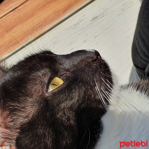 Tekir Kedi, Kedi  Luna fotoğrafı