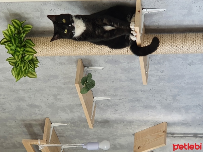 Tekir Kedi, Kedi  Luna fotoğrafı
