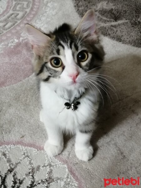 Tekir Kedi, Kedi  Pandora fotoğrafı