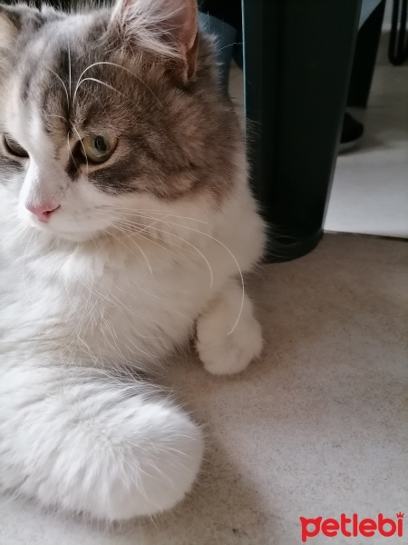 Norwegian Forest, Kedi  SÜSLÜ fotoğrafı
