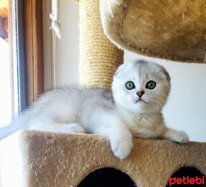 Scottish Fold, Kedi  Lavinia fotoğrafı