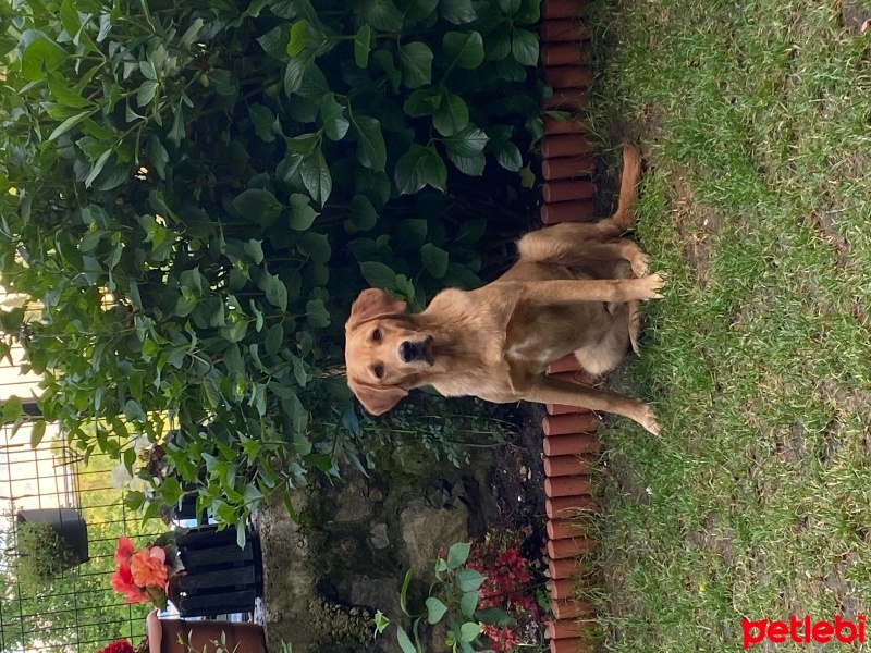 Golden Retriever, Köpek  Pablo fotoğrafı