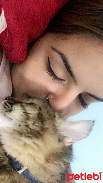 Tekir Kedi, Kedi  Şanslı fotoğrafı