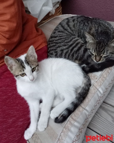 Tekir Kedi, Kedi  Paşa fotoğrafı